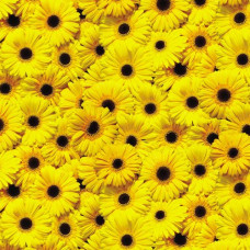Калька Folia Transparent paper 115 г/м2, 50x70 г/м2erbera лист