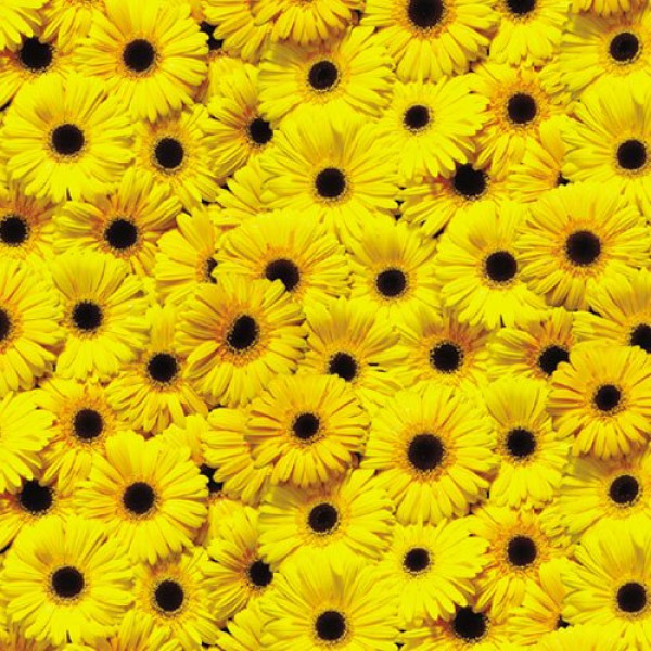 Калька Folia Transparent paper 115 г/м2, 50x70, г/м2erbera лист