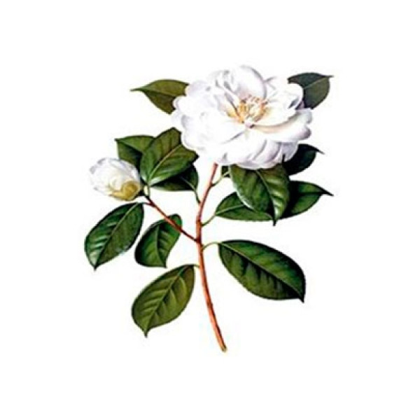 Трансфер для тканини, універсальний Cadence, Planet Transfer 12х17 см, CD-834