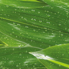 Калька Folia Transparent paper Elements 115 гр, 50x70, Raindrops лист