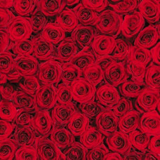 Калька Folia Transparent paper 115 г/м2, 50x70, Roses лист